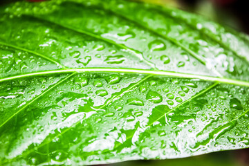 green leaf with water drops