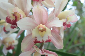 Light Pink Cymbidium Orchids Flowers