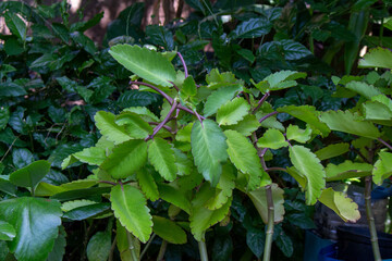 Saião, folha-da-fortuna, folha da costa ou coerama, é uma planta de origem africana, nativa de Madagascar. A suculenta é uma PANC (planta comestível não convencional) para uso medicinal.	
