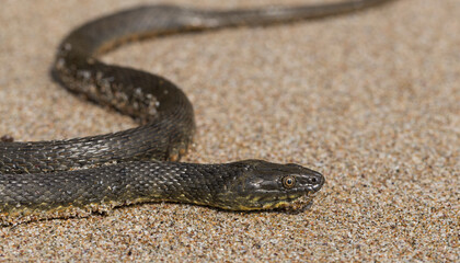 Natrix tessellata. The dice snake is a European non venomous snake belonging to the family Colubridae, subfamily Natricinae. The reptile lives on the sandy beach of the Black Sea.