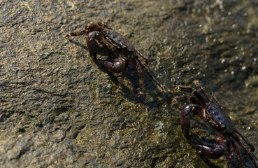 Pachygrapsus marmoratus is a species crab, sometimes called the marbled rock crab or marbled crab. Black Sea. Crab in the stones.