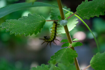 Planta mirra (commiphora myrrha) e lagarta 