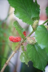 Mulberry in the garden
