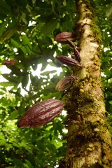 Cacao Tree With Fruit From Below (Puerto Misahualli, Ecuador)