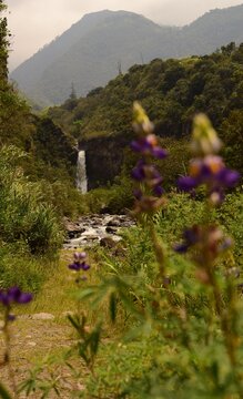 Ulba Waterfall Purple Wild Flowers (Ba&ntilde;os, Ecuador)