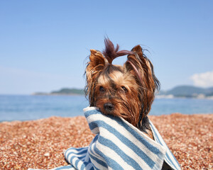 dog on the beach holding a towel between his teeth. Yorkshire terrier at the turquoise sea. Pet by the sea