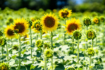 満開手前のひまわり