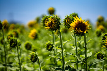 出番待ちのひまわりたち