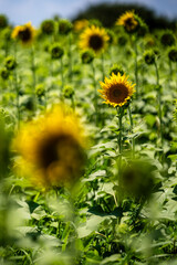 満開前のひまわり畑