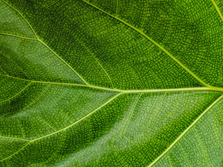 Close-up photo of green leaf texture.