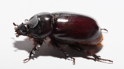 European rhinoceros beetle (Oryctes nasicornis) is a large flying beetle belonging to the subfamily Dynastinae. Imago, a female insect.