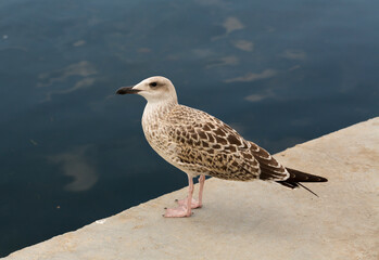 European herring gull (Larus argentatus). A young waterfowl on the sand by the sea. The chick.