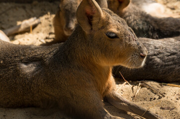 Fototapeta premium Maras, subfamily Dolichotinae, are a group of rodents in the family Caviidae.