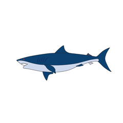 vector illustration drawing, shark on white background - 635690573