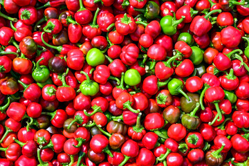 収穫したアカバレ