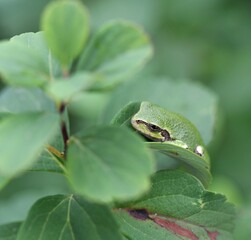 green tree frog on leaf