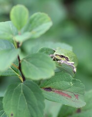 Green tree frog on leaf