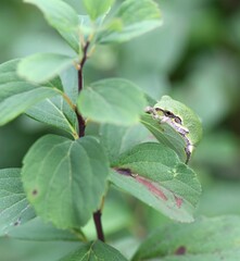 green tree frog on leaf