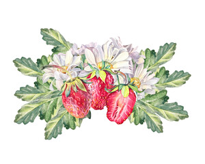 Watercolor chrysanthemum daisy chamomile with strawberry and leaves isolated on white background. Hand-drawn summer bloom bouquet flower for florist. Clipart for celebration wedding or wrapping
