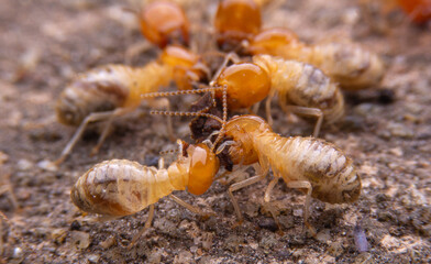 Termites at work.,Group of the small termite
