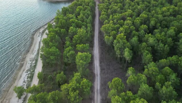 Following dirt road with drone in protected forest of pine trees in Vrsi Mulo, Zadar region Croatia