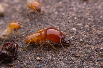 Termite