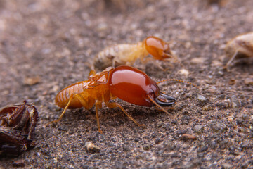 termite