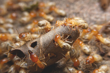 Termites at work.,Group of the small termite