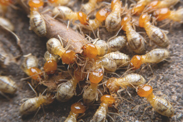 Termites at work.,Group of the small termite