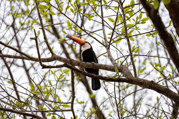 adult toco toucan