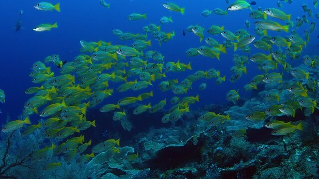 A large school of fish of Spanish flag snapper (Lutjanus lutjanus), Raja Ampat, Indonesia, Asia