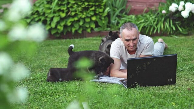 A man lies on the lawn next to the house, communicates with a month-old puppy of the American Akita. A dog breeder works on a laptop, communicates with customers, studies information. High quality 4k