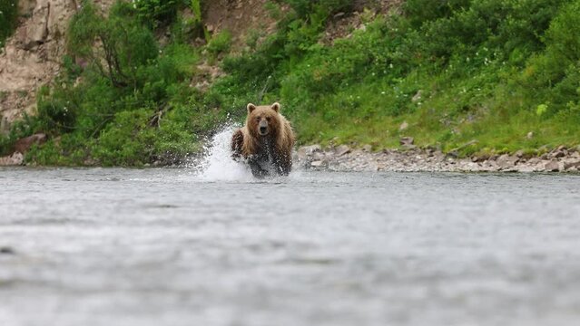 Brown Bear Fishing for Salmon in Katmai, Alaska