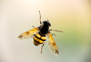 sun shining through a hover fly on window glass