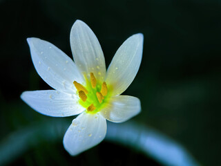 Glowing White Zephyranthes Bulbs for Outdoor Planting. White flower of Raindrops, Peruvian swamp,...