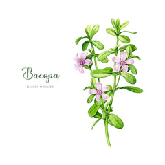 Bacopa plant watercolor illustration. Hand drawn Bacopa monnieri adaptogenic medicinal herb. Brahmi herb ayurveda medicine element. Isolated on white background