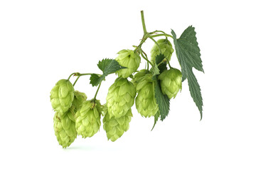 Hop branches with green leaves isolated on white