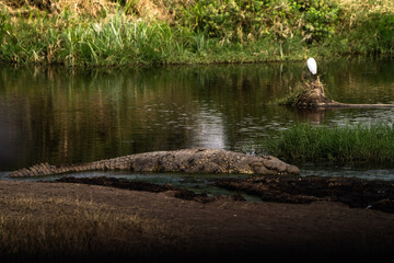 Alligator in the swamp