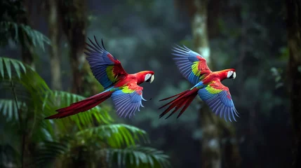 Zelfklevend Fotobehang Hybrid parrots in forest. Macaw parrot flying in dark green vegetation. Rare form Ara macao © We3 Animal