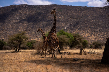 Giraffes are mating
