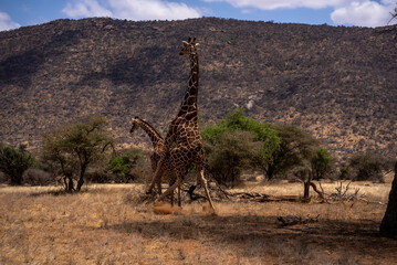 Giraffes are mating