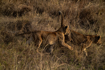 Little lions are playing