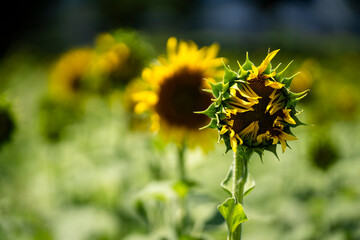 出番待ちのひまわり