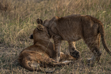 Little lions cuddle each other