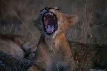 Little lion  are yawning
