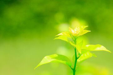 green leaves on a sunny day