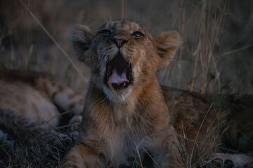 Little lion are yawning
