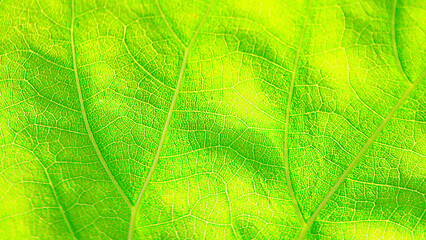 green leaf texture
