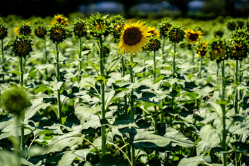 出番待ちのひまわりたち