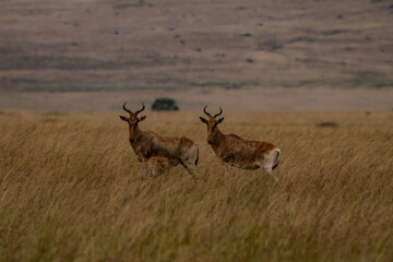 Antelopes